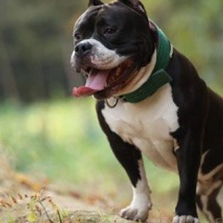 Отзывы. Виктория Михайловская. Фотограф-анималист. Москва