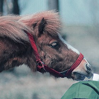 ЗАВТРАК С&nbsp;ЦАРЕМ