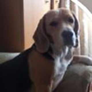 Выпускные альбомы Севастополь. Виньетки для школы и детского сада. Выпускные Альбомы Севастополь Альбатрос Альбом