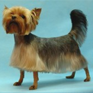 Vole'T Shou Porsche Carrera