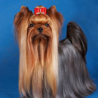 Vole'T Shou Flash In The Night — Rus, Ltu, Pol Ch, CW of World and Euro DS.