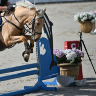 Отзывы клиентов. Конный портретный фотограф Наталья Шелест