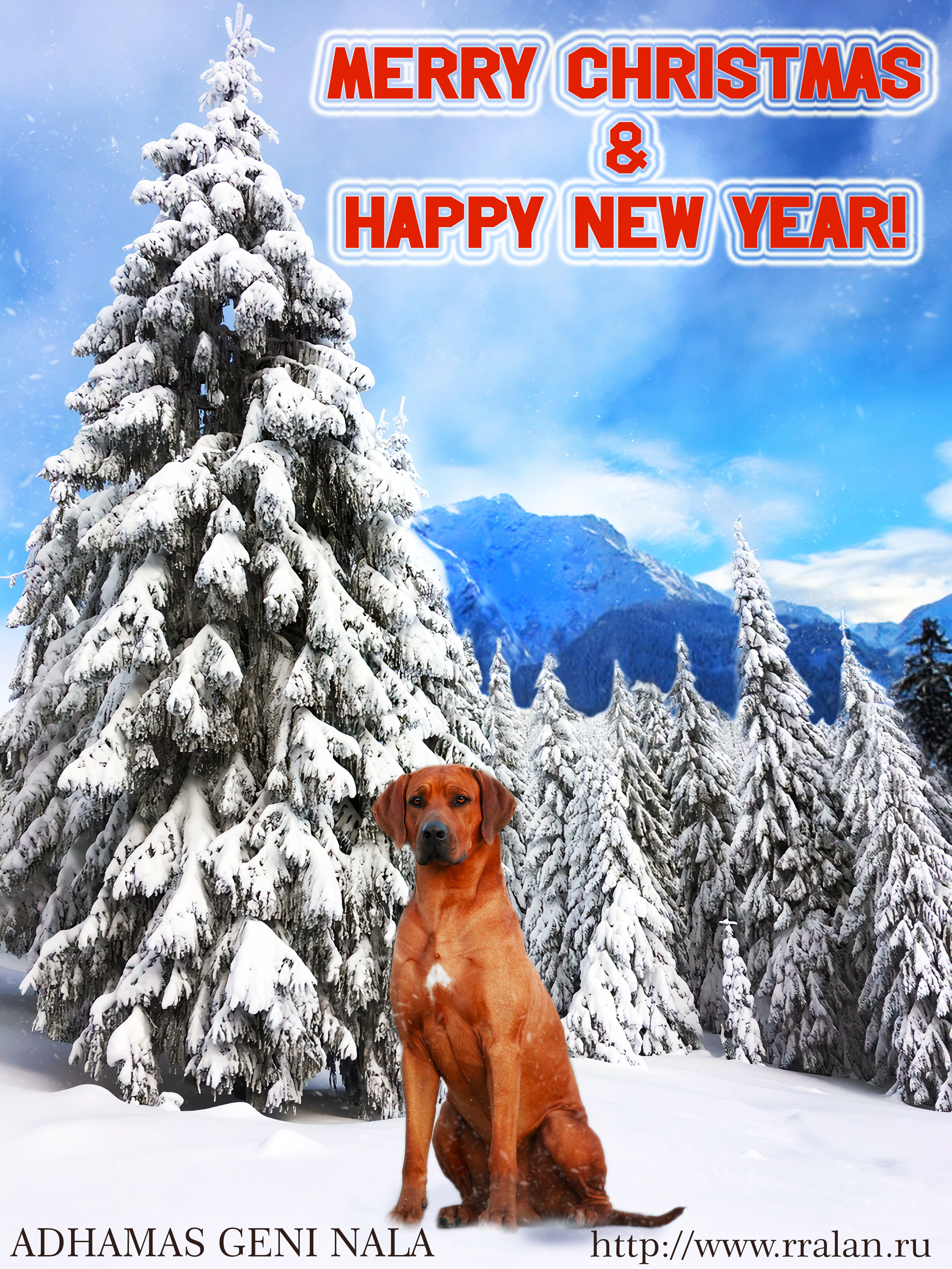 Новости. Rhodesian ridgeback Adhamas Geni Nala