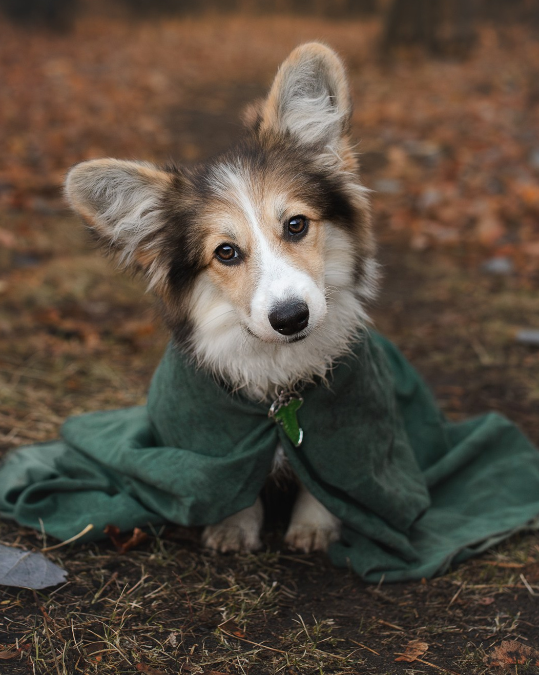 Вопросы и ответы. Фотограф-анималист Мавлютова Алена