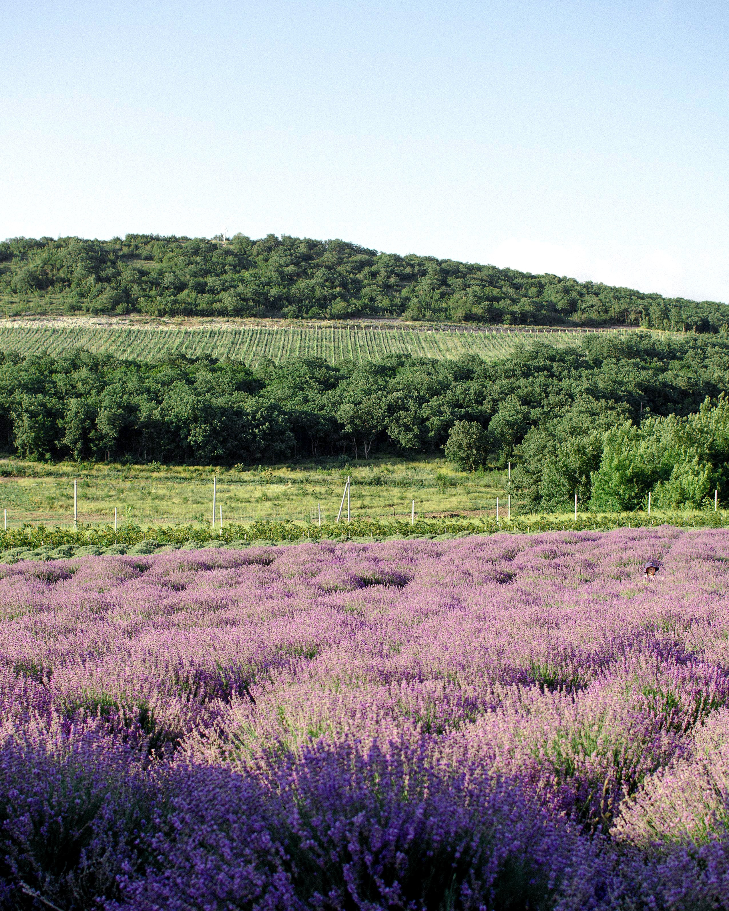 Лавандовое поле в Анапе локации