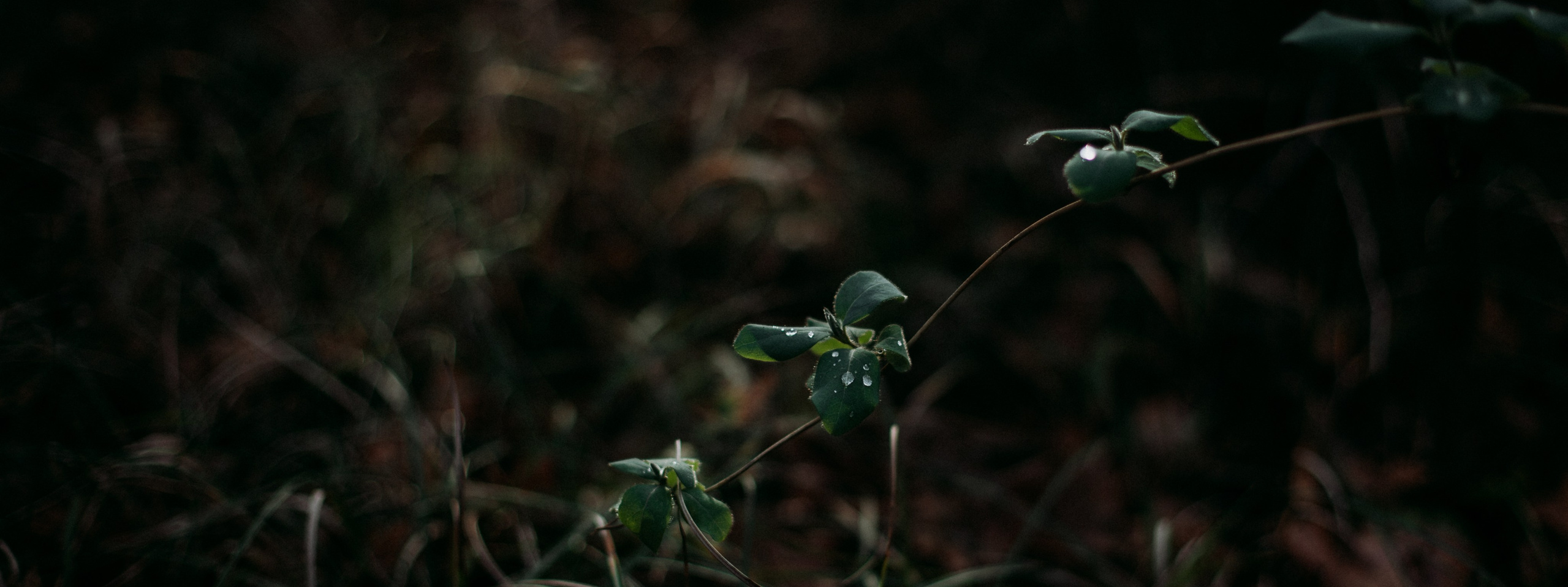Наши погремушки. Мастерская шаманских бубнов и погремушек «Дороги ветра»