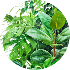 Ручка Алена — ботанический художник, дизайнер, фотограф