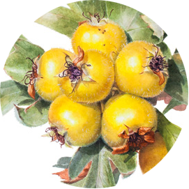 Ручка Алена — ботанический художник, дизайнер, фотограф