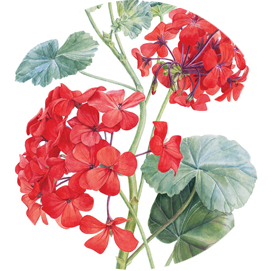 Ручка Алена — ботанический художник, дизайнер, фотограф