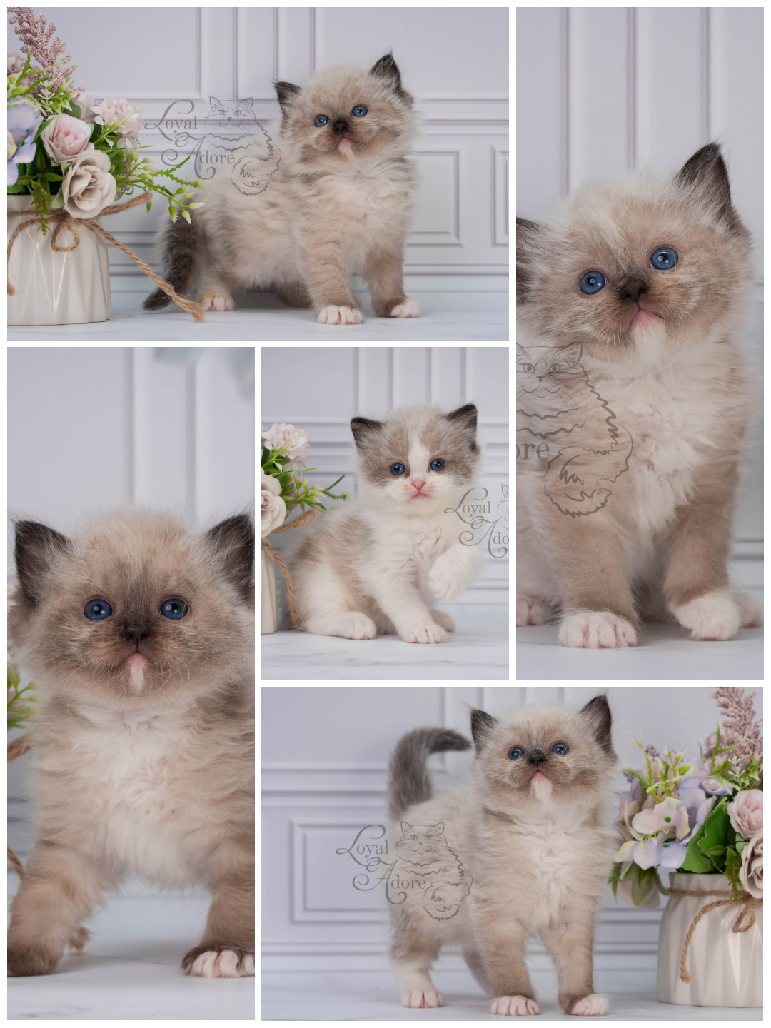 Все свободные котята. Питомник рэгдолл Loyal Adore
