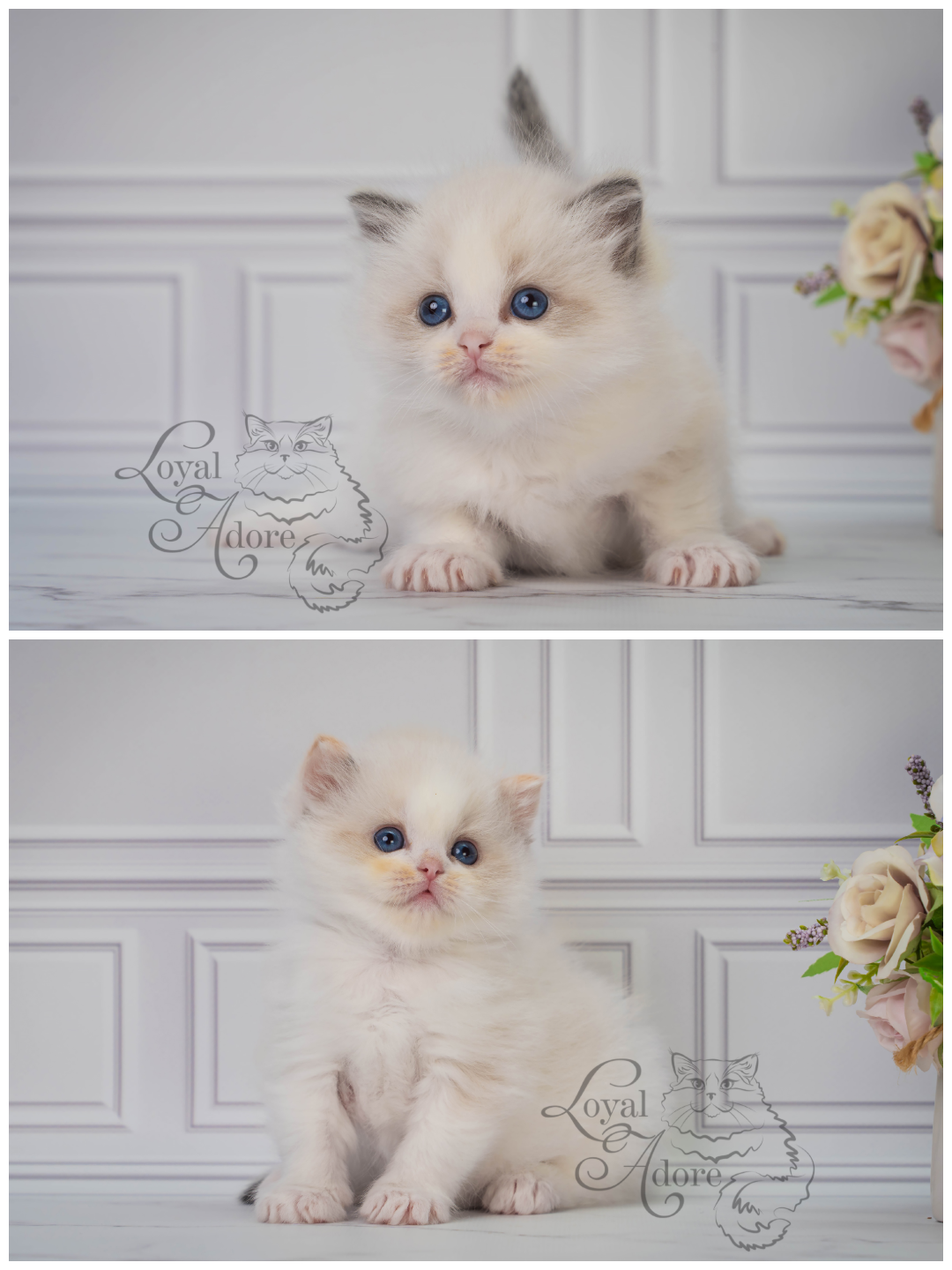 Котята рэгдолл от Loyal Adore. Питомник рэгдолл Loyal Adore