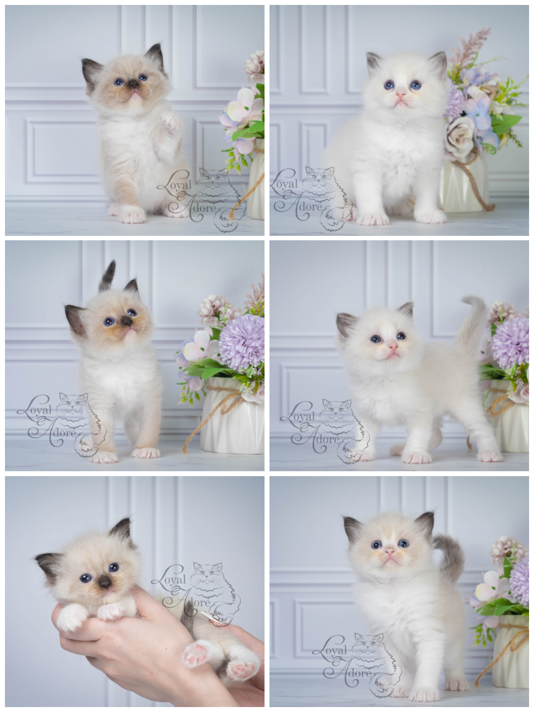 Котята рэгдолл от Loyal Adore. Питомник рэгдолл Loyal Adore