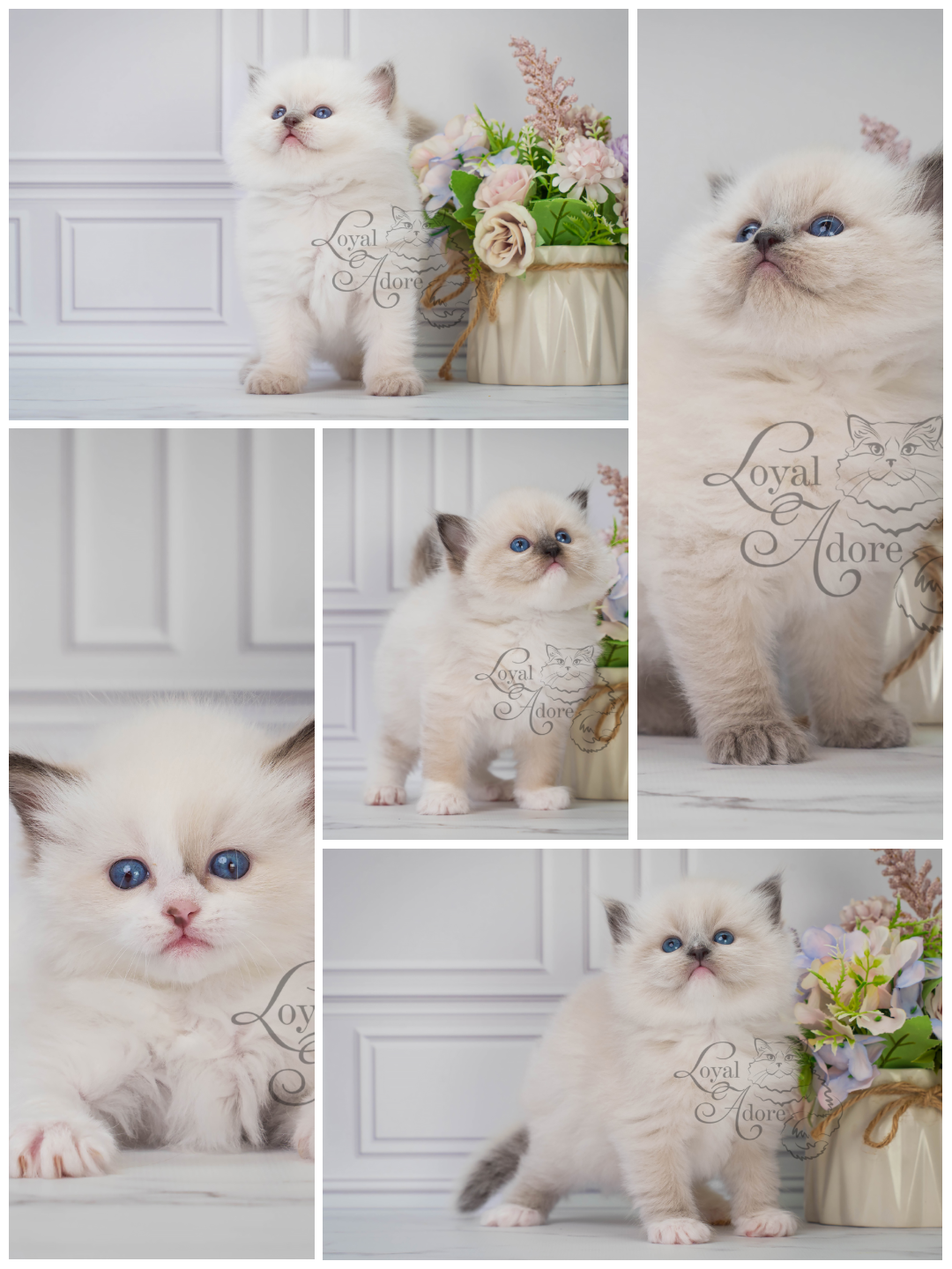 Котята рэгдолл от Loyal Adore. Питомник рэгдолл Loyal Adore