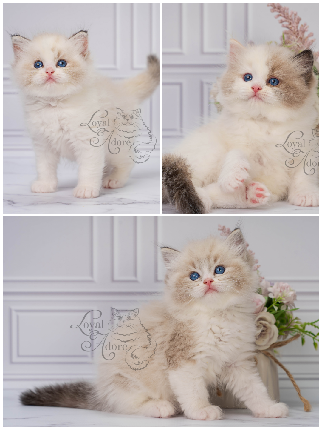Котята рэгдолл от Loyal Adore. Питомник рэгдолл Loyal Adore