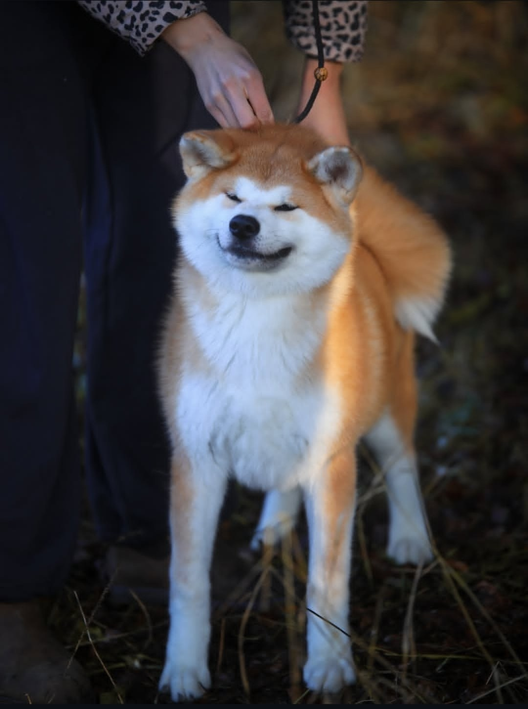 Красивые рыжие щенки Акита. Питомник Акита-Ину