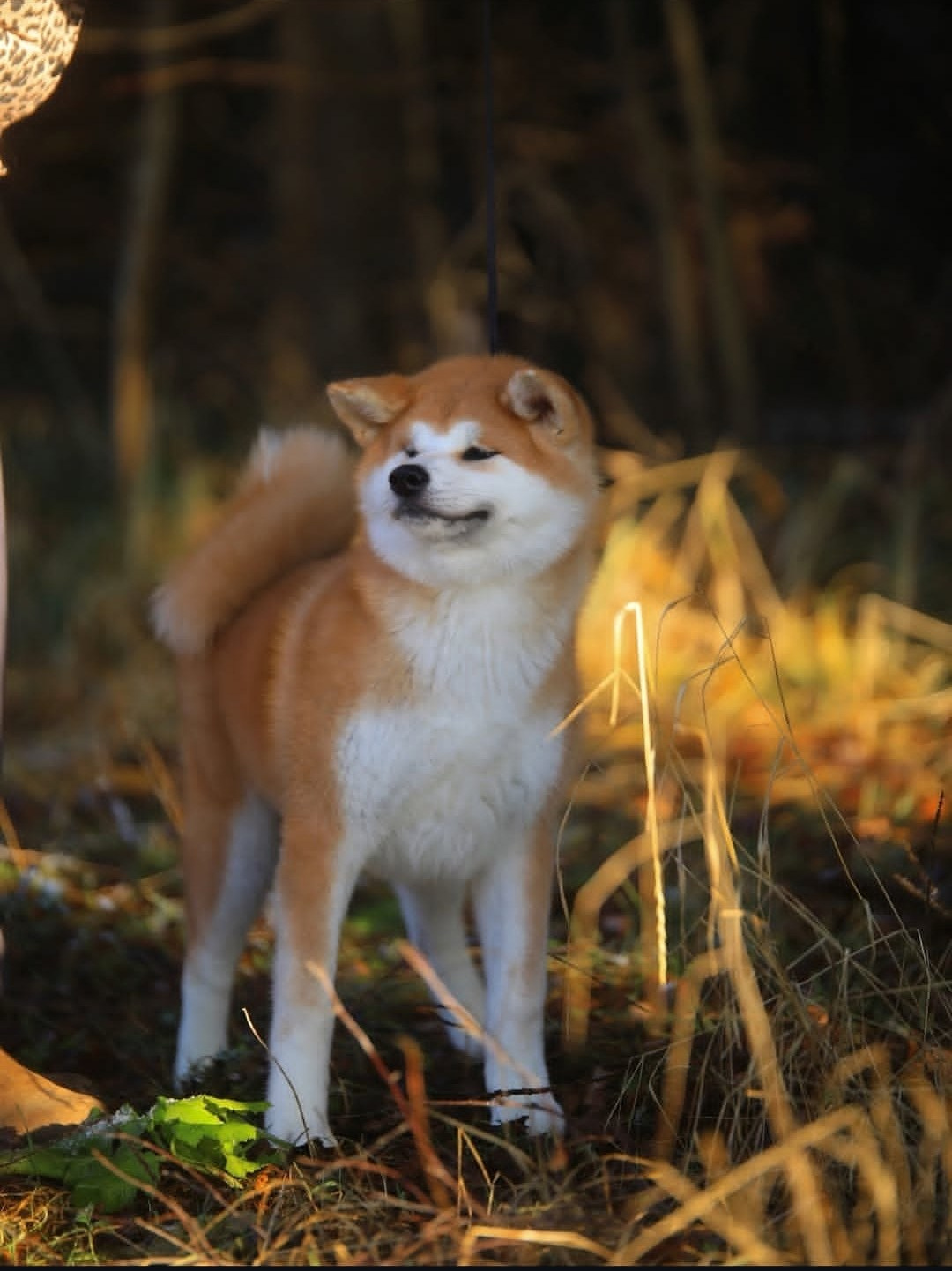 Красивые рыжие щенки Акита. Питомник Акита-Ину