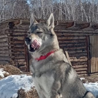 Жители «Анкор». Конные прогулки в клубе «Анкор» — Омск