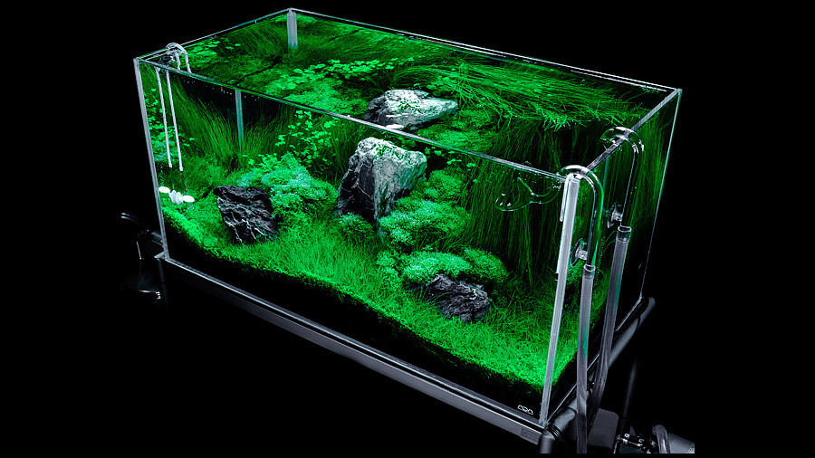 Цены и услуги. Аквариумист Максим Ерёмин. Aqua Maxim