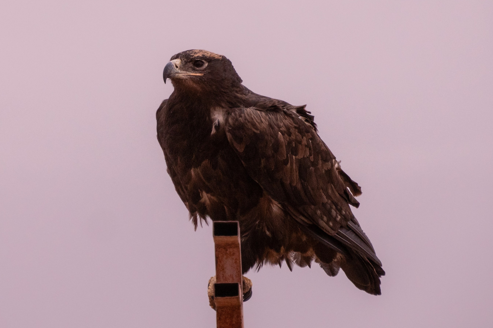 Республика Калмыкия. Фотограф Александр Головин