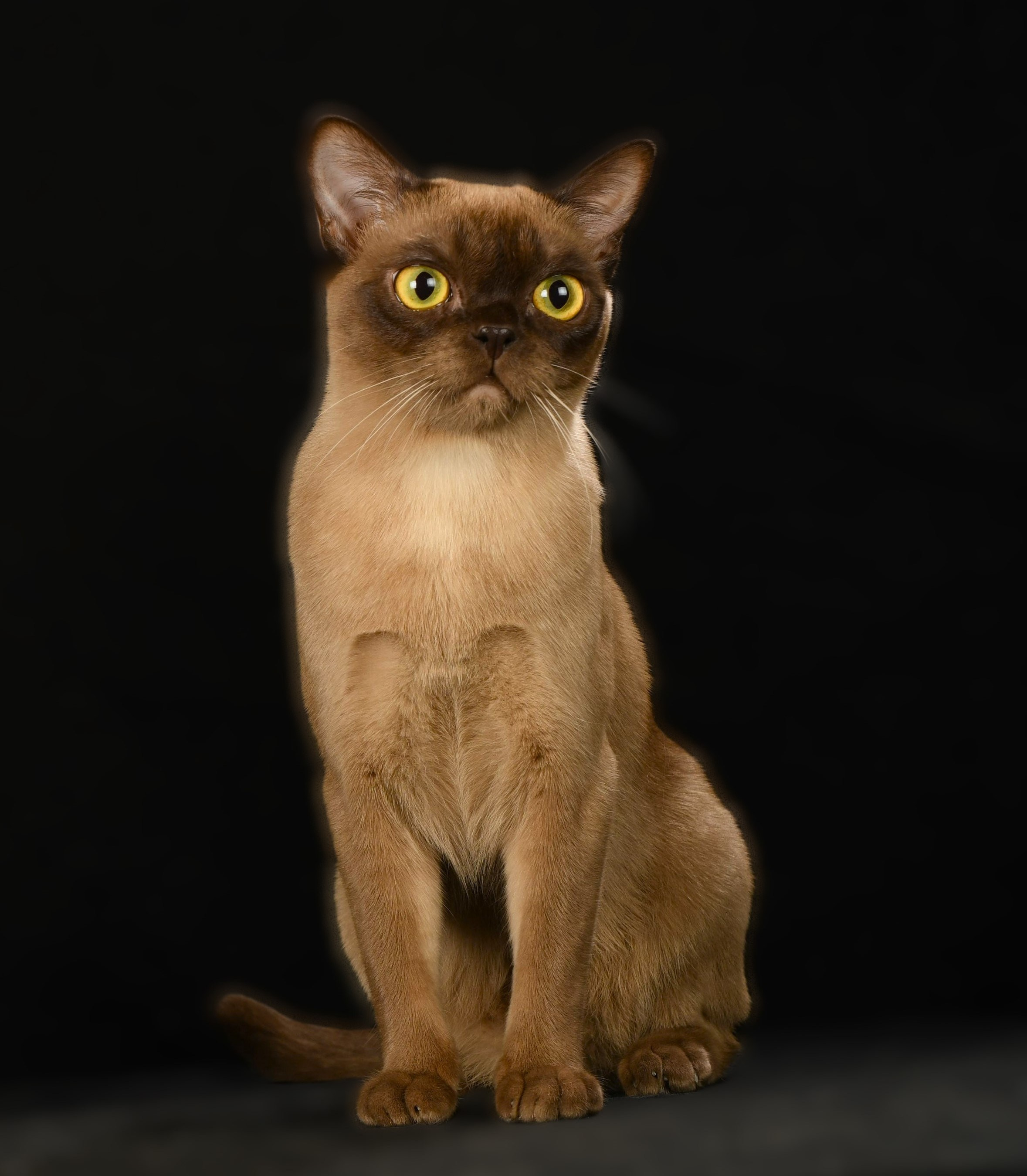 Котёнок американской бурмы. Las Burmas — питомник американской бурмы традиционных линий