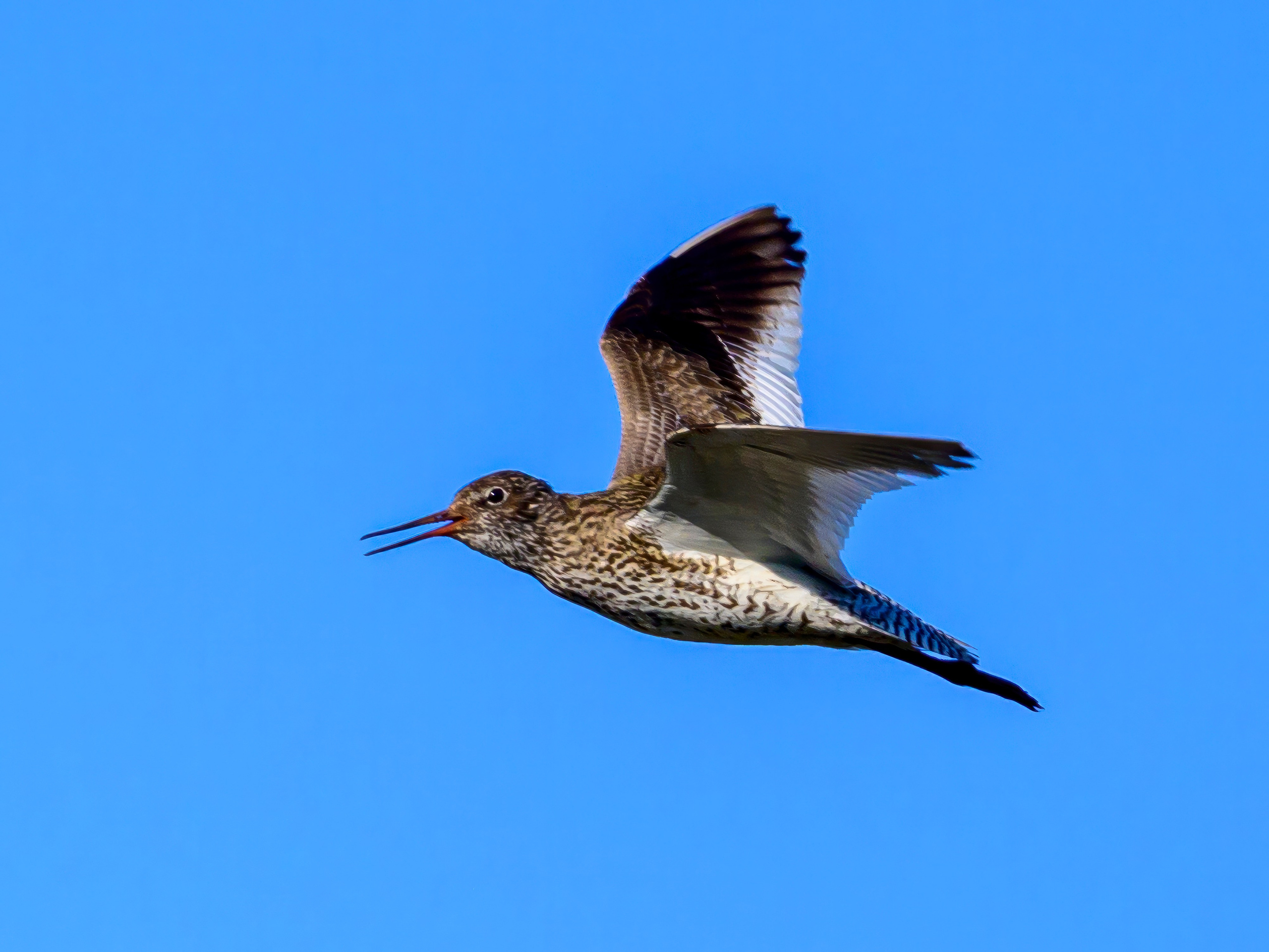 Лебеди, совы и лунь. Фотограф Сергей Пупонин