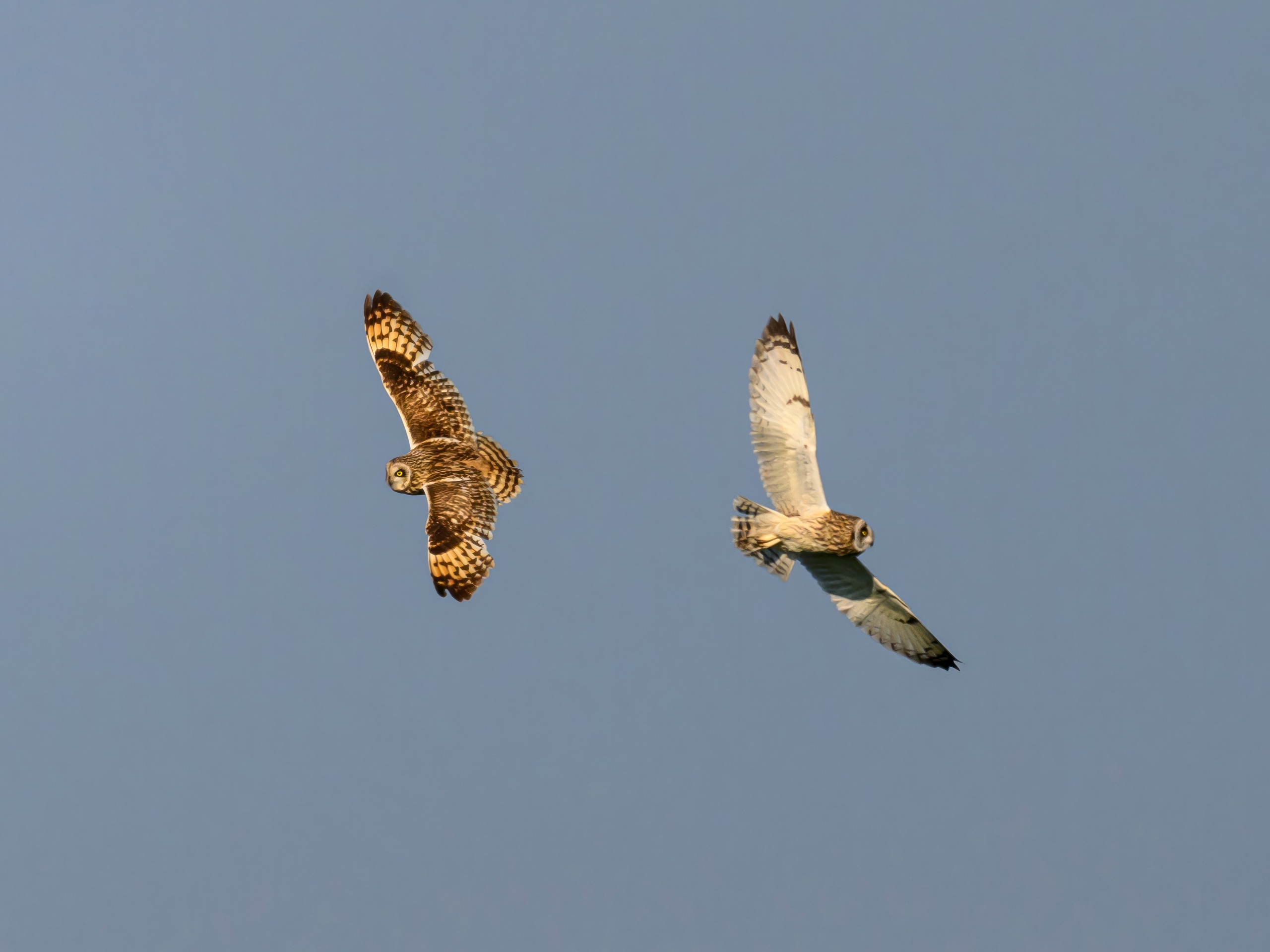 Совы делят территорию. Wildlife photography by Sergey Puponin
