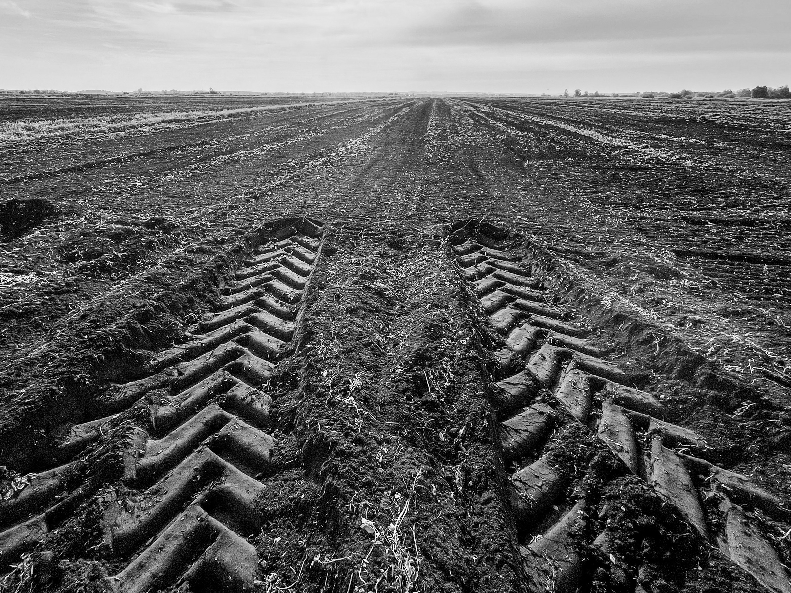 Поле с гнездами вспахали. Фотограф Сергей Пупонин