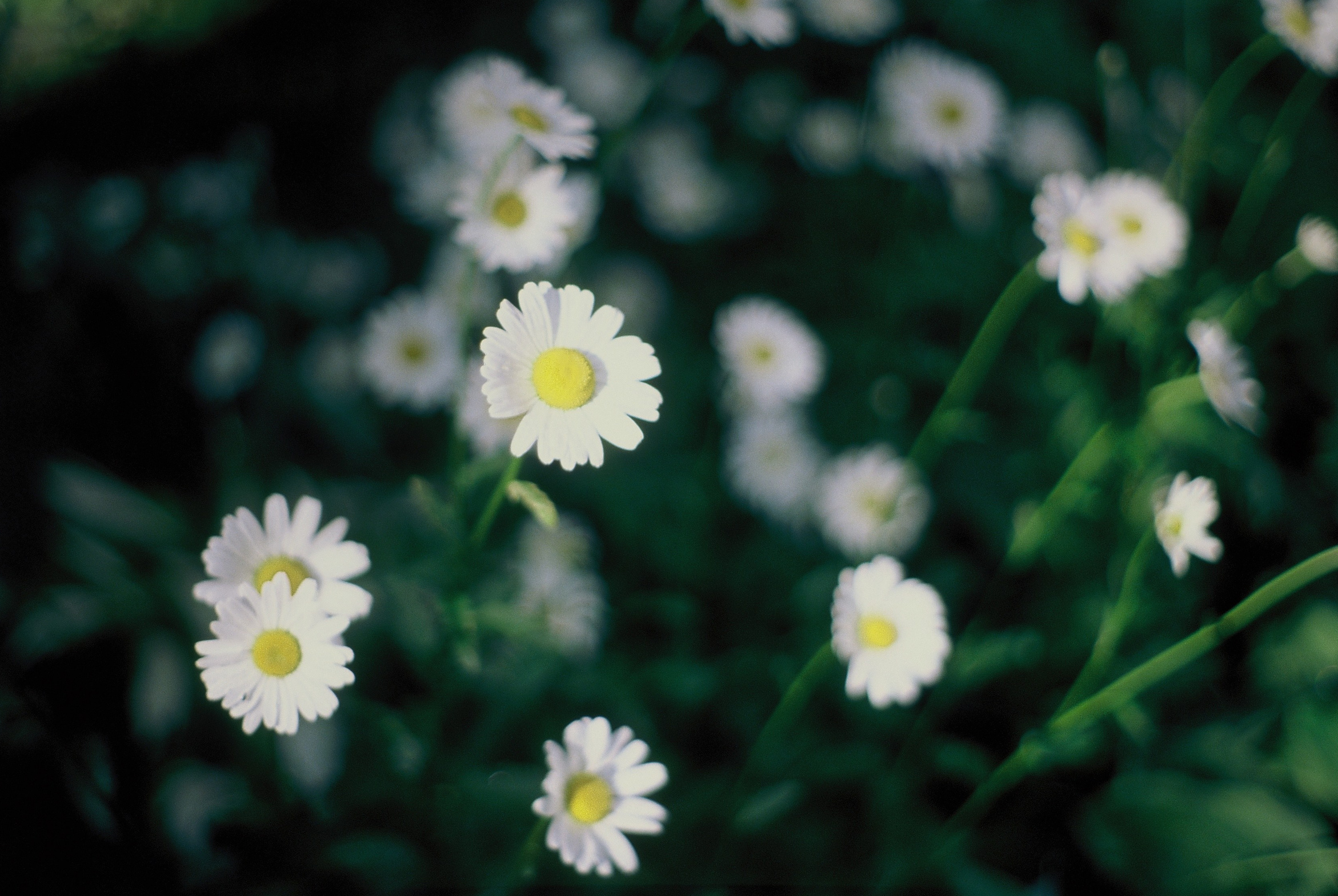 Открытки. Ostryakov Daniil Photographer