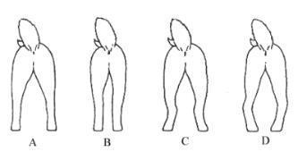 О ПОРОДЕ СИБА-ИНУ. SHIOMARU Питомник сиба и акита-ину