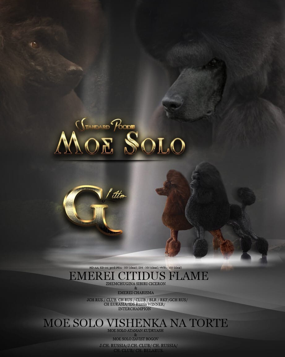 Новости. Питомник Больших Пуделей «Мое Соло»
