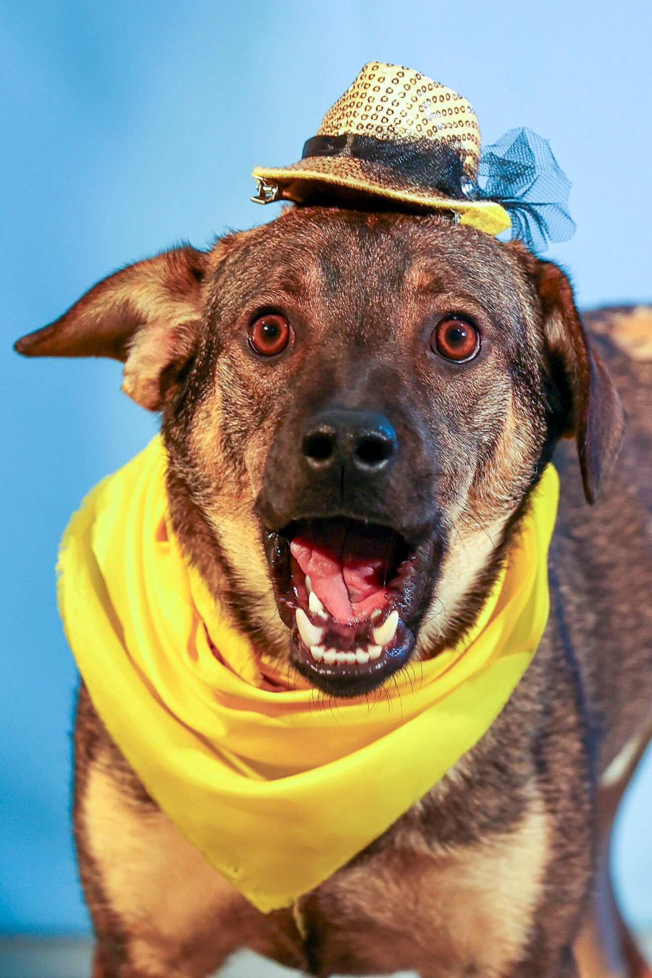 Приют четвероногий АНГЕЛ. Фотограф 📸 семейный, предметный, репортажный