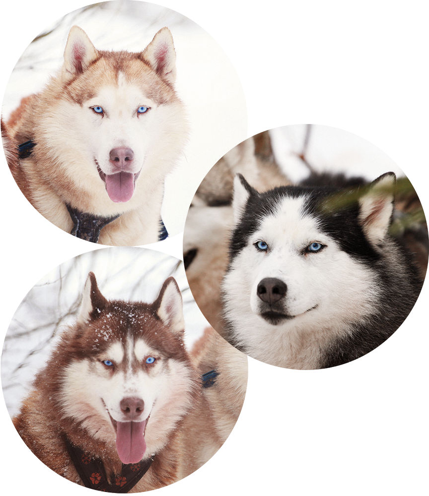 Катание на хаски в Спб