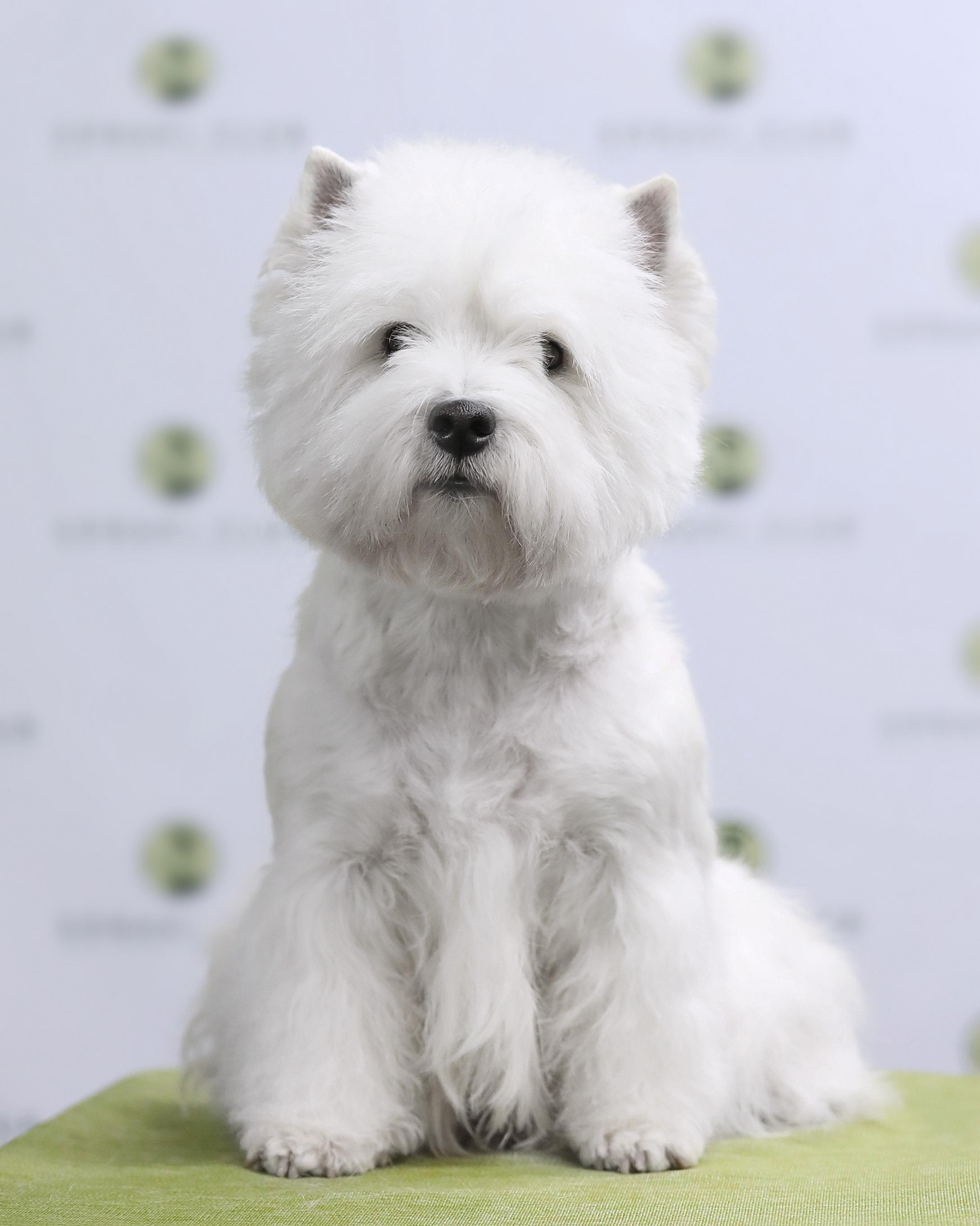 Собаки питомника. Питомник собак породы вест хайленд вайт терьер в Москве