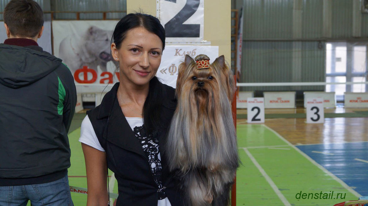 2015 г Результаты выставок. Питомник Йоркширских терьеров Дэнстайл в Санкт-Петербурге заводчик Тих