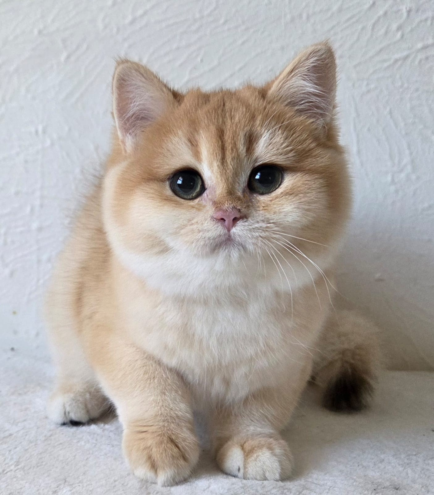 British shorhair Cats