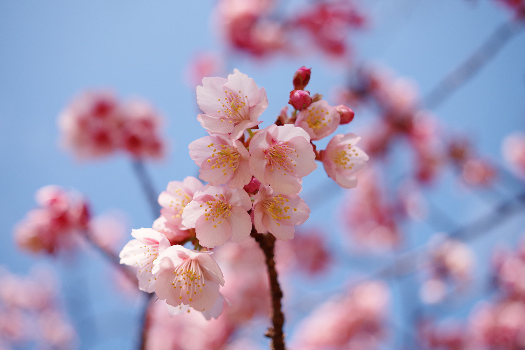 PENTAX Выпустил четвертое специальное издание HARUBENI. Фотограф — видеограф в Москве Дмитрий Менделеев