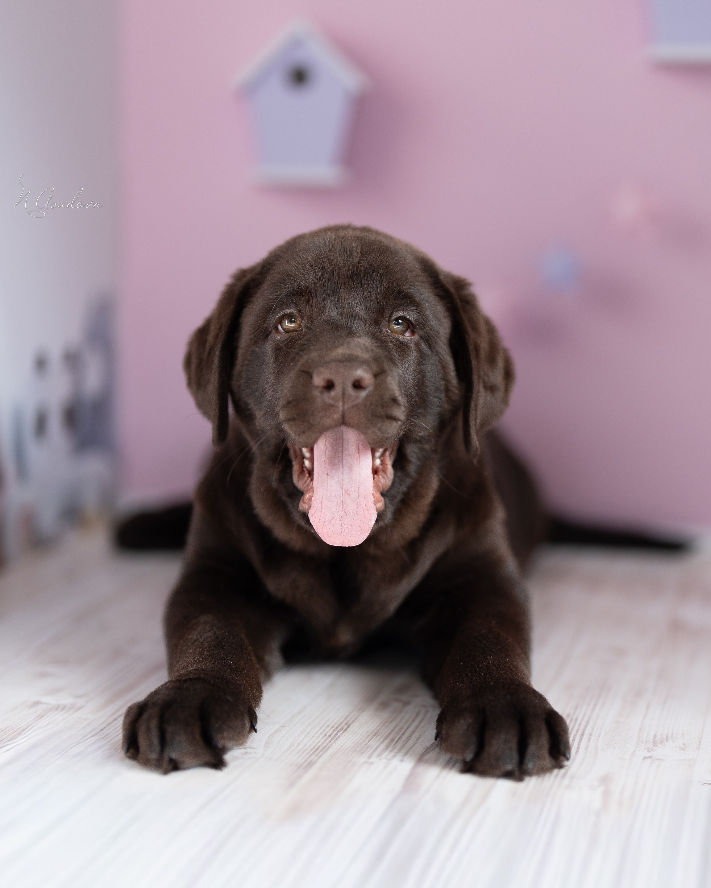 Фотограф-анималист Асадова