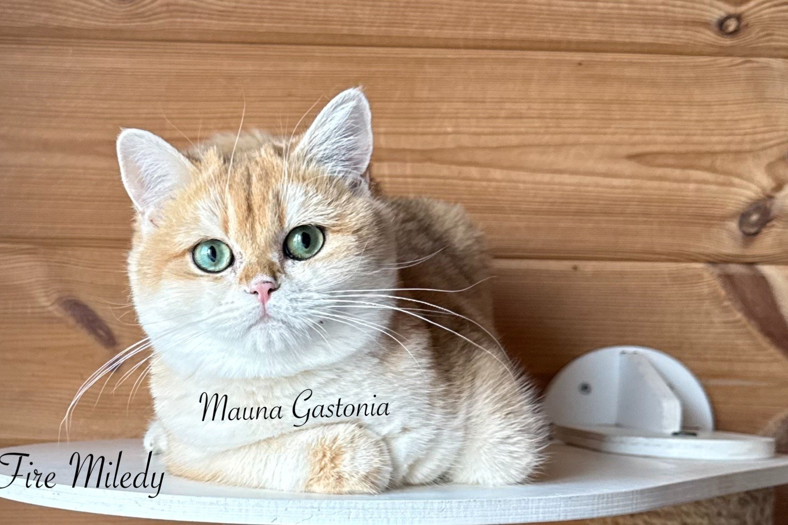 Свободные котята\Available kittens. Mauna Gastonia