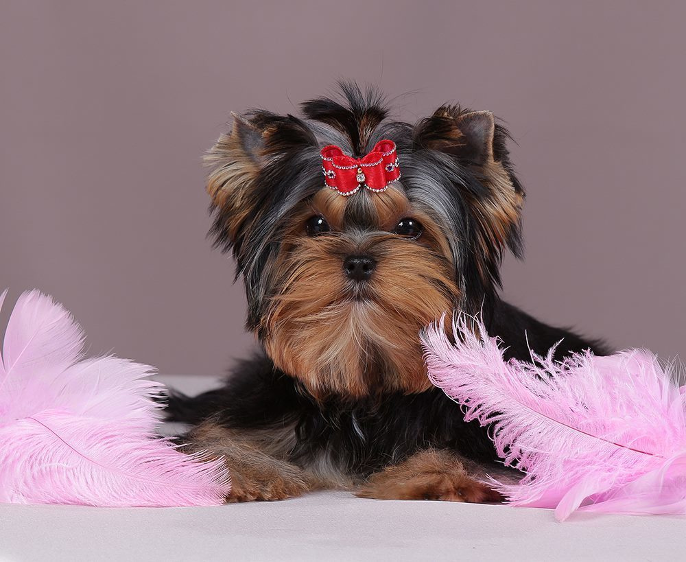 Euphoria’s Elegance. Питомник Йоркширских терьеров Дэнстайл в Санкт-Петербурге заводчик Тих