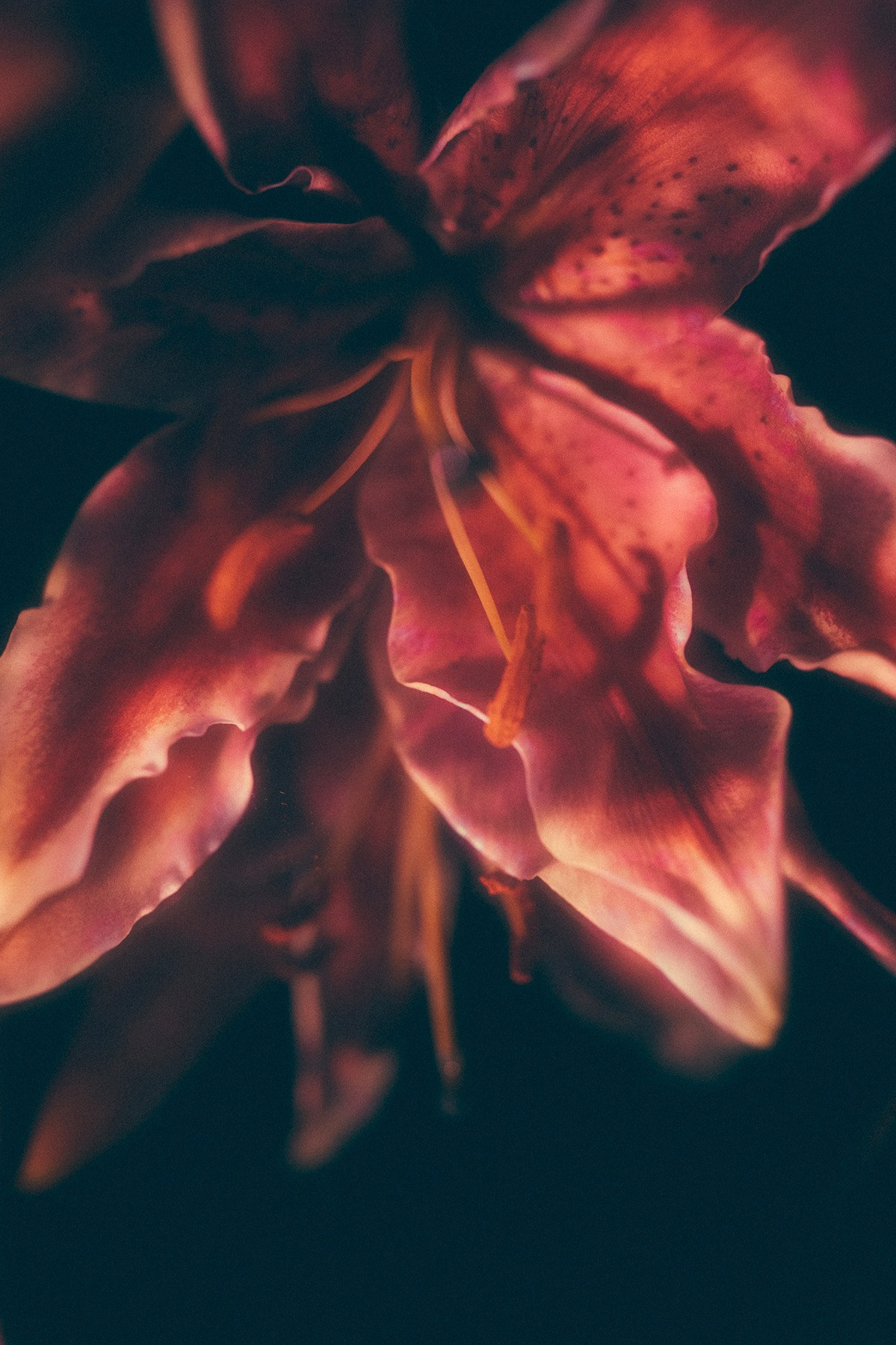 Канзитдинова Мадина. ARTEXPOPHOTO