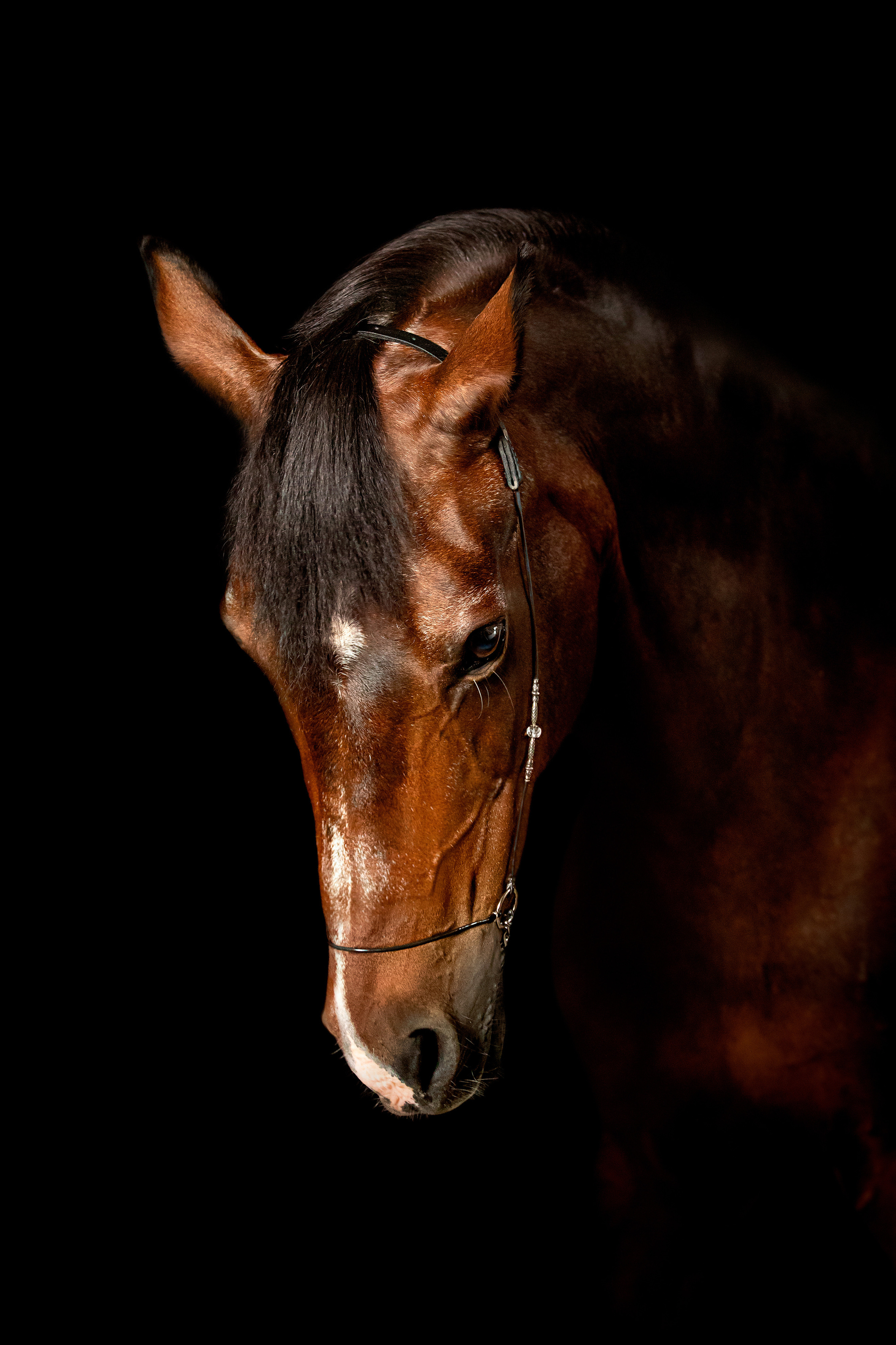 Mrs.Aquarelia Конный фотограф Марианна Леонтьева