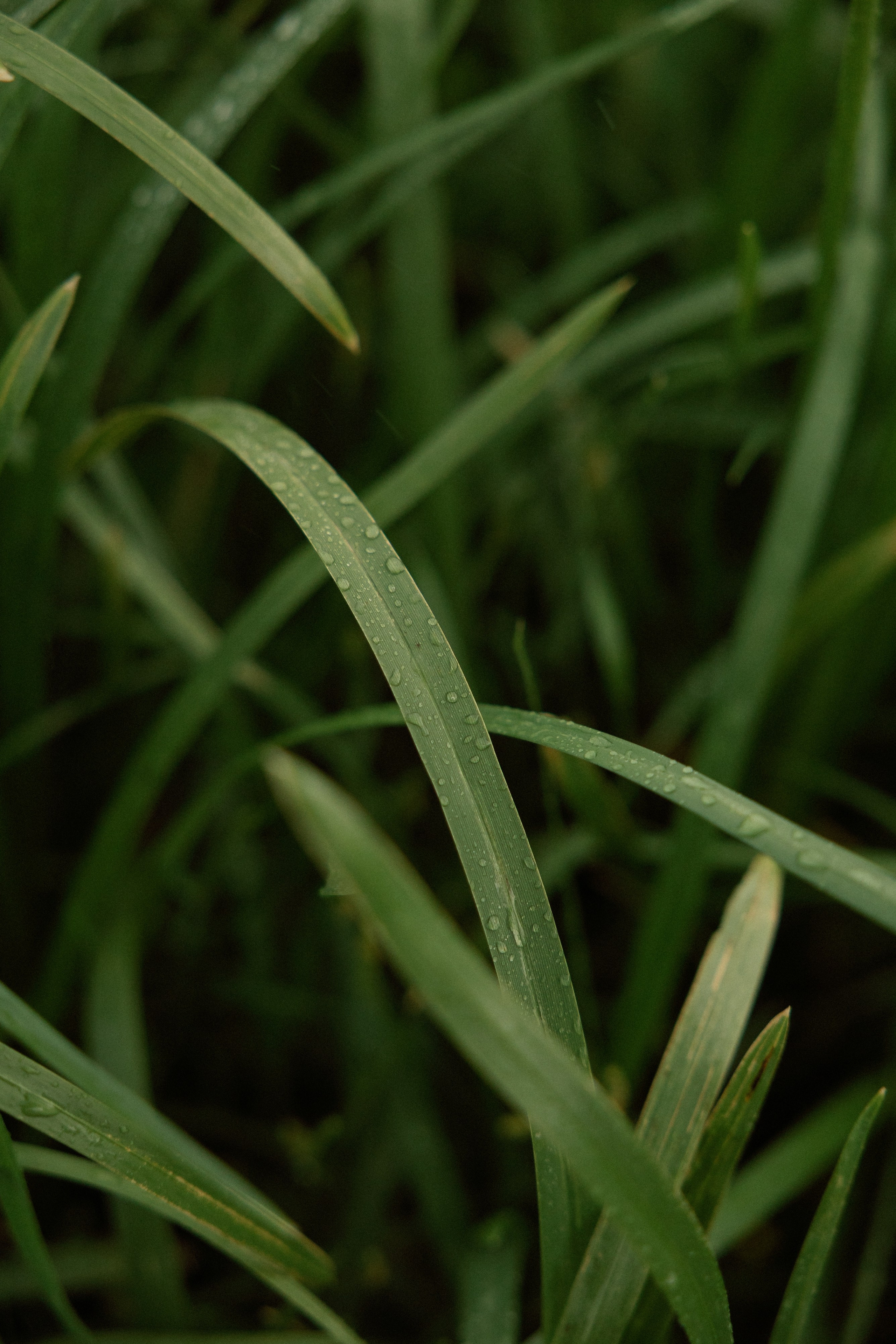 Фотограф Воронеж на мероприятие, свадьбу, индивидуальная съемка