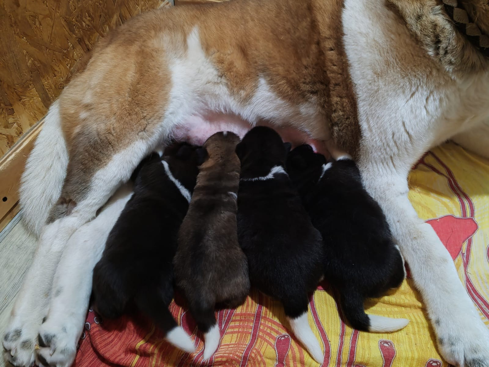 ПОМЕТЫ американских акит. AMERICAN AKITA RUBYLIGHT KENNEL I SHIBA-INU