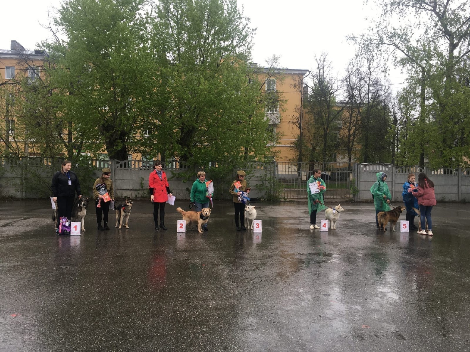 Третья выставка беспородных собак «Для дружбы не важна порода». НРОО КЦ "Собаковод"