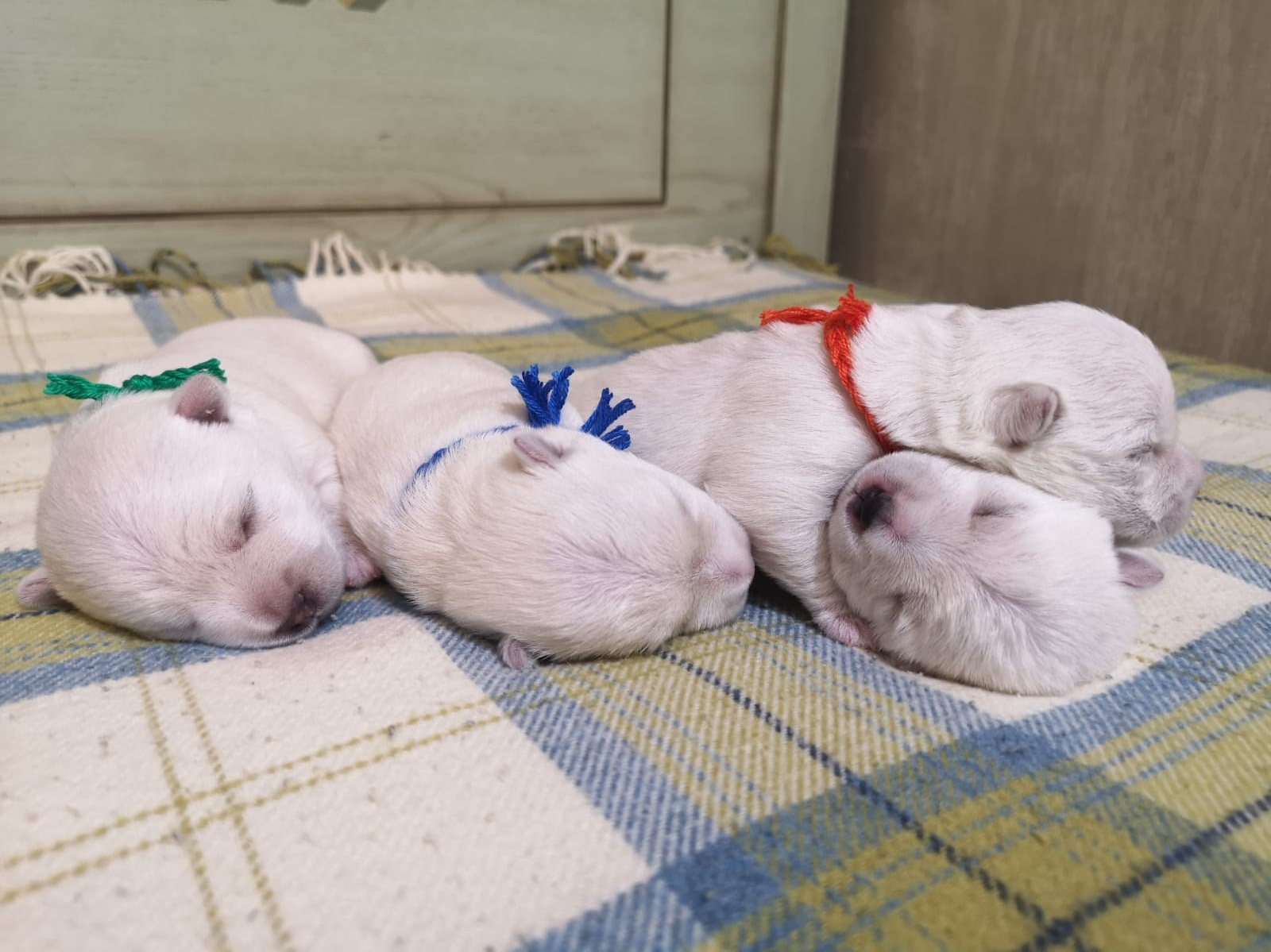 Прибавление в питомнике!. Питомник собак породы вест хайленд вайт терьер в Москве