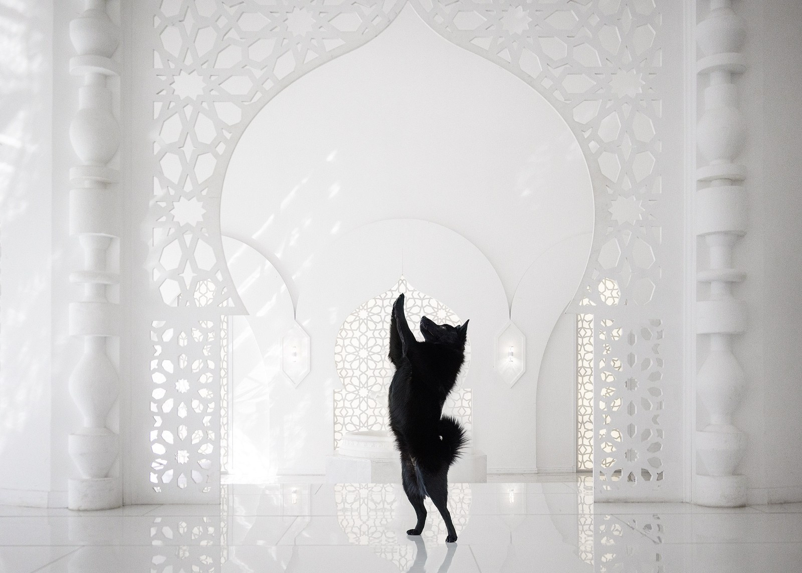 Выбираем тип съёмки (1). Фотограф-анималист Natalia Deingel | Фотосъемка собак в Москве