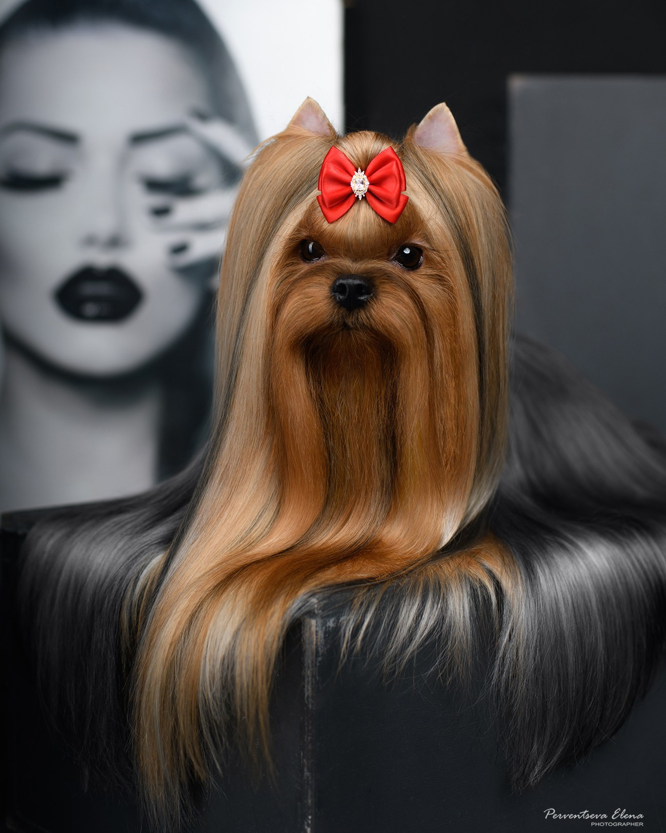 Стильная, лаконичная фотосессия Люси 💞 Всё как я хотела!. Йоркширский терьер — питомник йоркширских терьеров Vole'T Shou