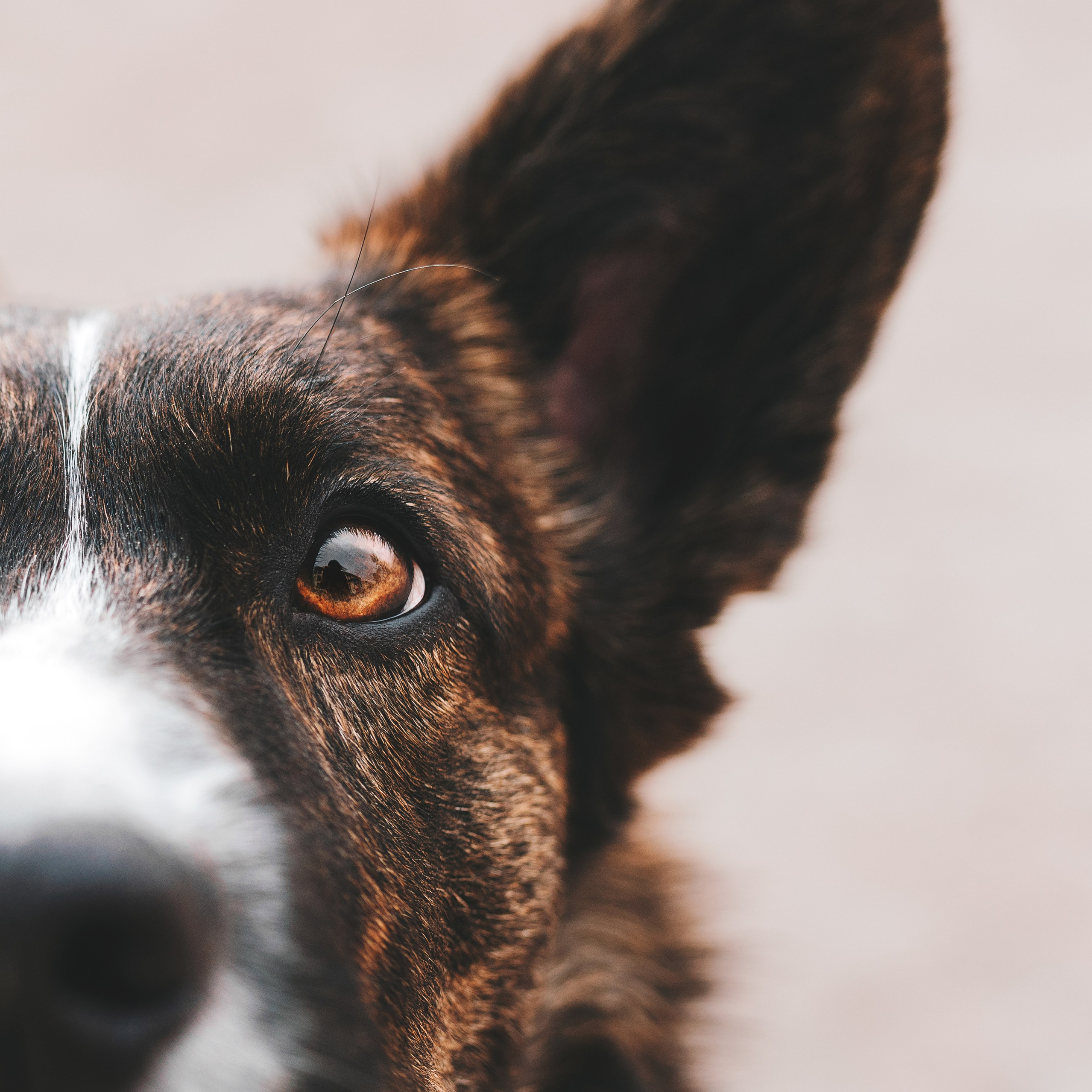 Мастер класс. Фотограф анималист Осипчикова Мария