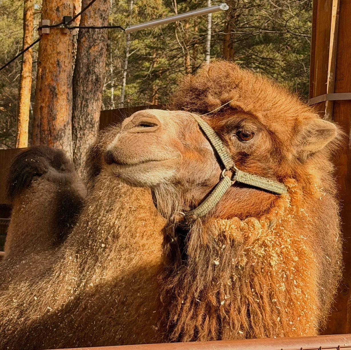 Более 50 видов животных и млекопитающих в зоопарке «Лесная Братва». Капибара, тапир, альпака, мохнатая корова, верблюд. Зоопарк уникальных животных Лесная братва