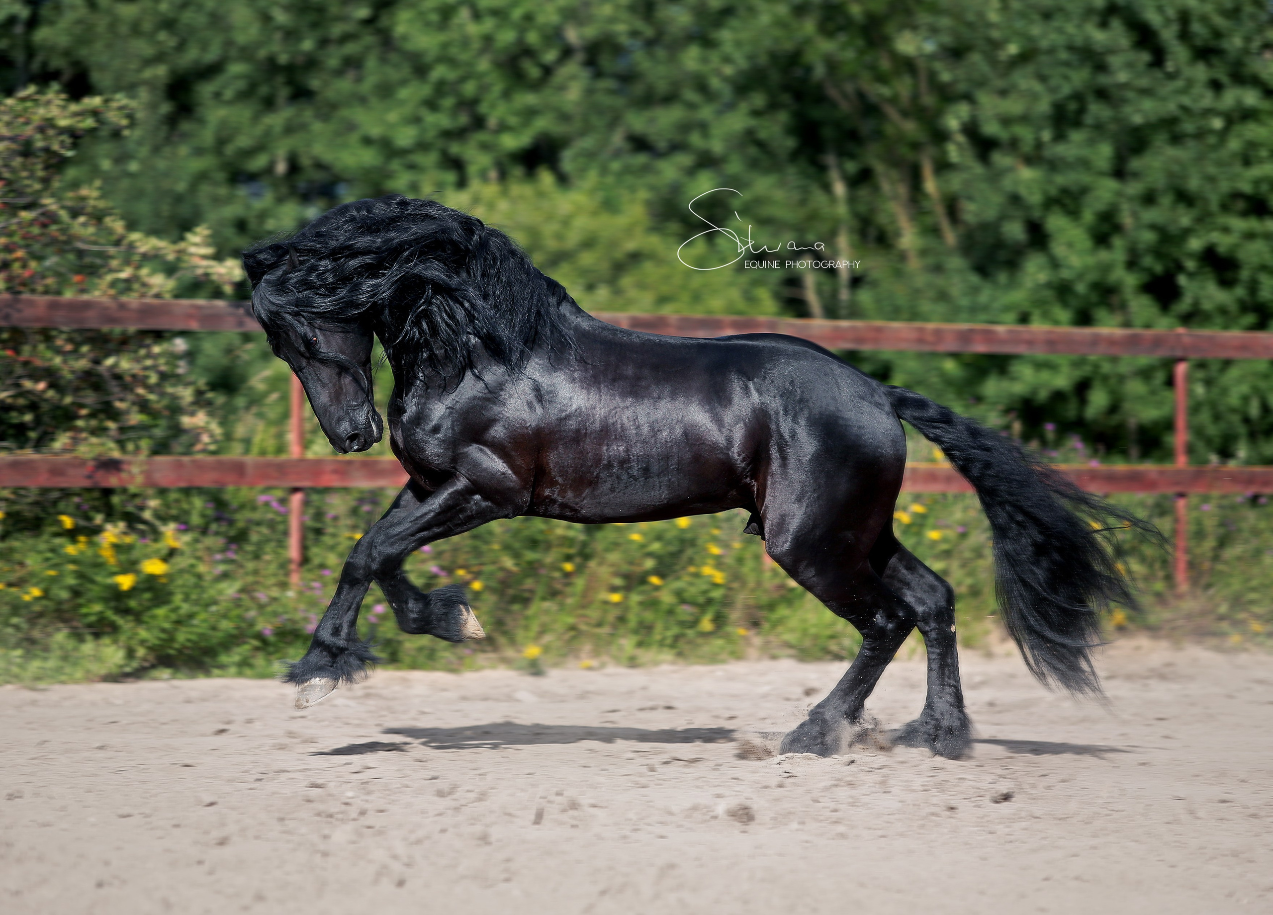Friesian Alliance. Фризы Росиии